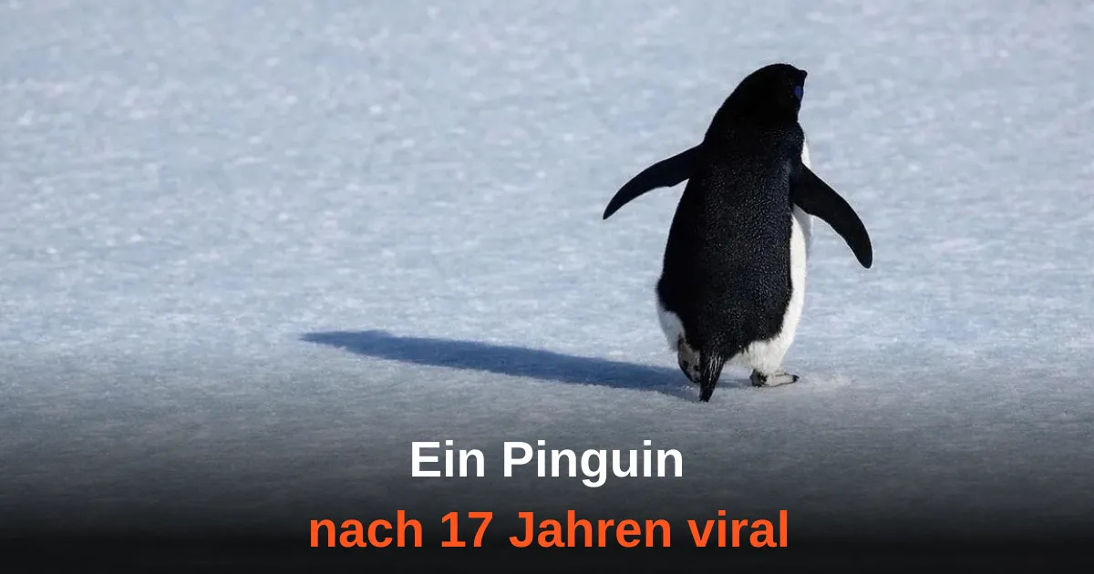Warum ein 17 Jahre altes Pinguin-Video plötzlich viral wurde